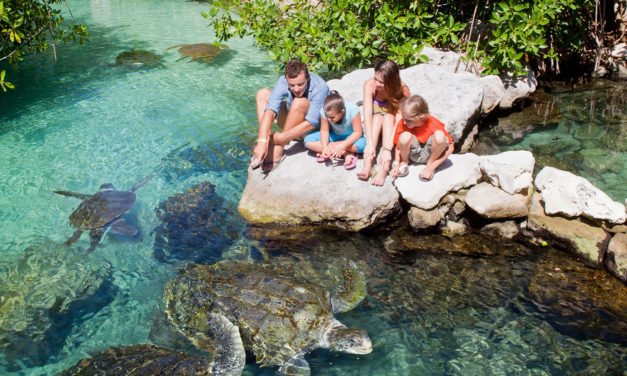 LAS TORTUGAS MARINAS, EL GRAN ESPECTÁCULO DE LA NATURALEZA EN LAS PLAYAS DE MÉXICO