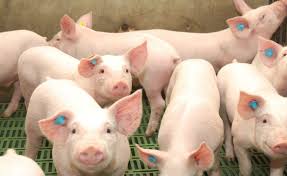 Empresas chinas productoras de cerdo analizan invertir u$s 27.000 millones en Argentina