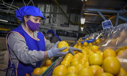 Ledesma fue la primera exportadora de cítricos de la Argentina