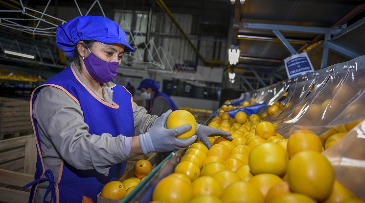 Ledesma fue la primera exportadora de cítricos de la Argentina