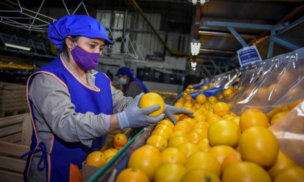 En un contexto externo complicado, Ledesma volvió a liderar las exportaciones argentinas de cítricos