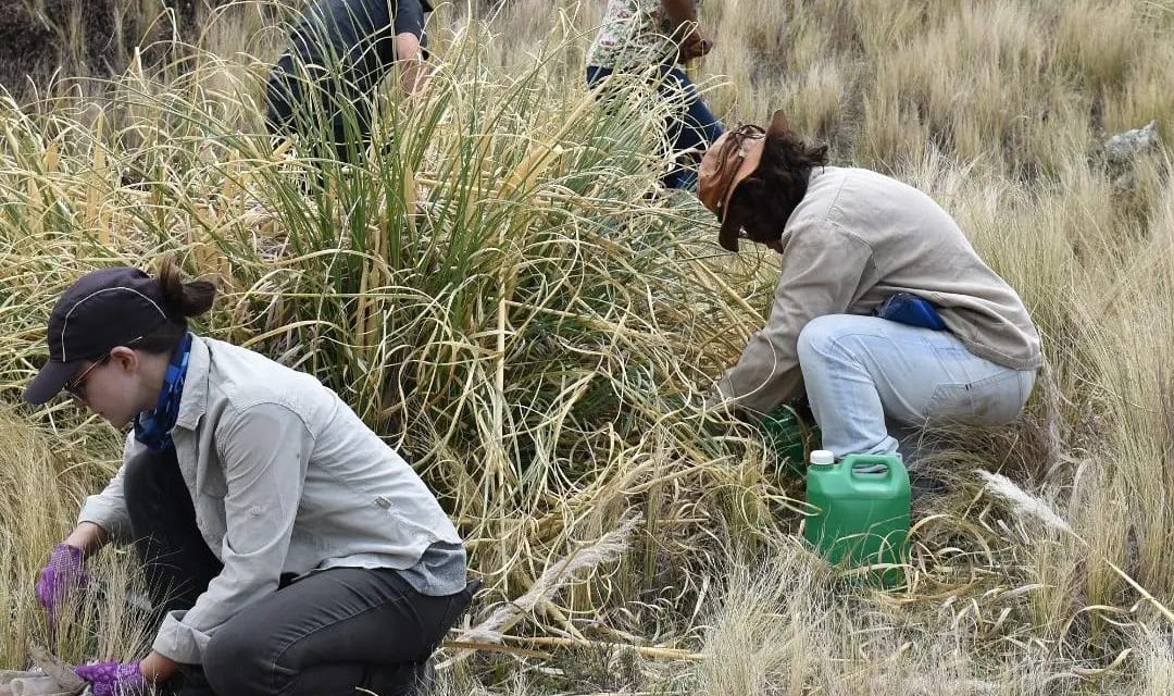 Despegar compensará la huella de carbono de sus colaboradores de Argentina