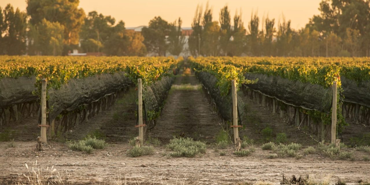 LA BODEGA “PASCUAL TOSO” INVertirá u$s6,5 MILLONES PARA CUADRUPLICAR EXPORTACIONES A BRASIL