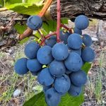 Bodegas Bianchi anticipa los vinos de la cosecha 2025