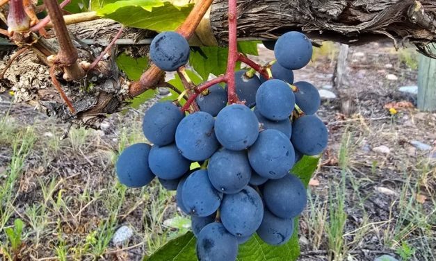 Bodegas Bianchi anticipa los vinos de la cosecha 2025