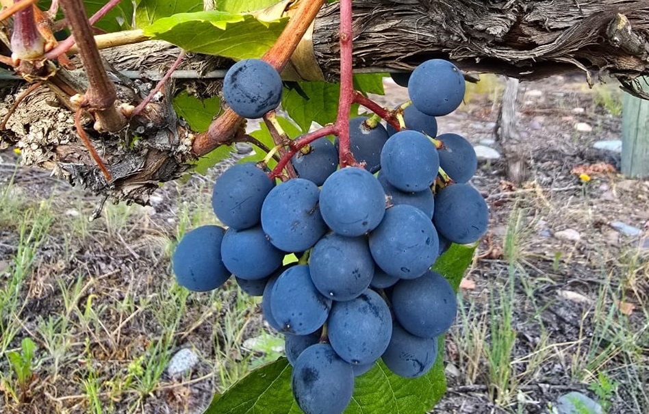 Bodegas Bianchi anticipa los vinos de la cosecha 2025